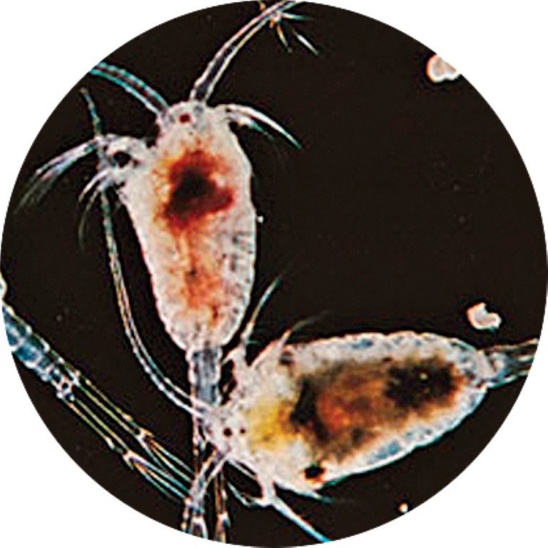 Superfish Levende zeewater copepoden 90 ml  - 