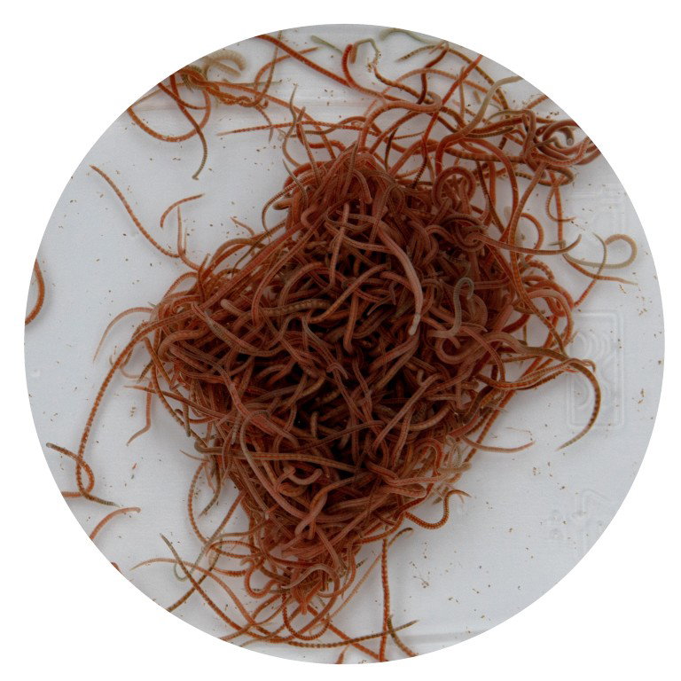 Levende lambriculus 90 ml Superfish - Superfish