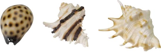 Decoratie sea shell mix 8,5-10cm Duvoplus - Duvoplus