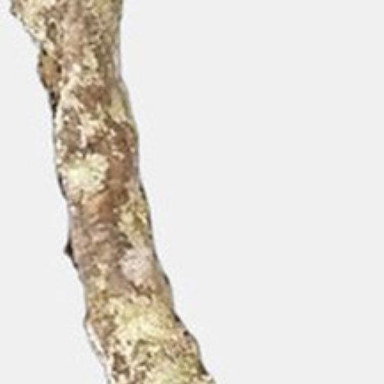 Habistat Kurk Tak 100Cm