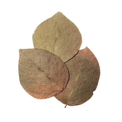 https://cdn.warentuin.nl/media/catalog/product/S/C/SCAN5027407018440_bladeren_dadap_10x_habistat_4a69.jpg