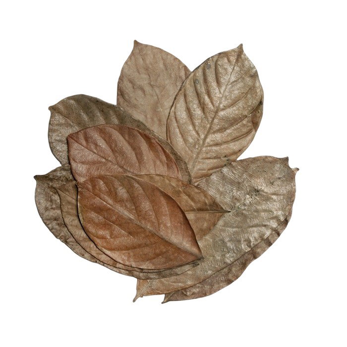 https://cdn.warentuin.nl/media/catalog/product/S/C/SCAN5027407018457_bladeren_jackfruit_10x_habistat_4dc9.jpg