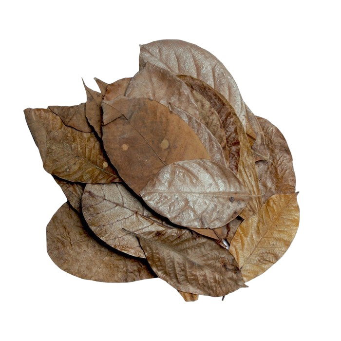 https://cdn.warentuin.nl/media/catalog/product/S/C/SCAN5027407018488_bladeren_mix_30x_habistat_18e1.jpg