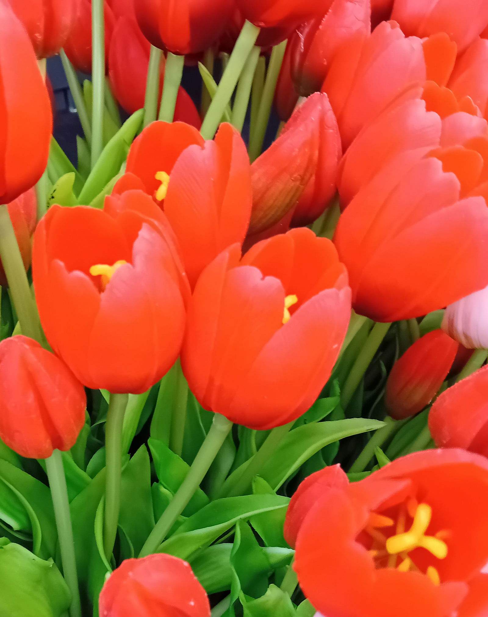 https://cdn.warentuin.nl/media/catalog/product/S/C/SCAN5400566144807_01_boeket_5_tulpen_rood_driesprong_collection_1e42.jpg