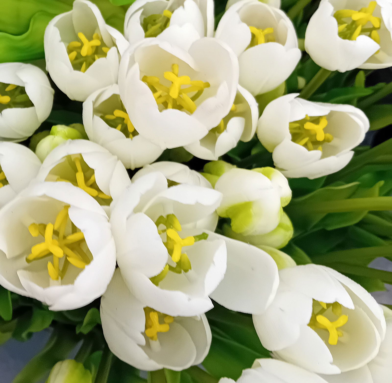 https://cdn.warentuin.nl/media/catalog/product/S/C/SCAN5400566144821_01_boeket_5_tulpen_wit_driesprong_collection_f13d.jpg