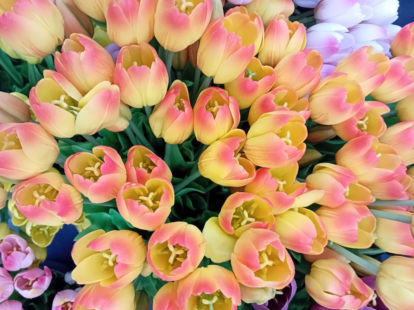 https://cdn.warentuin.nl/media/catalog/product/S/C/SCAN5400566144838_01_boeket_5_tulpen_geel_rood_driesprong_collection_c310.jpg