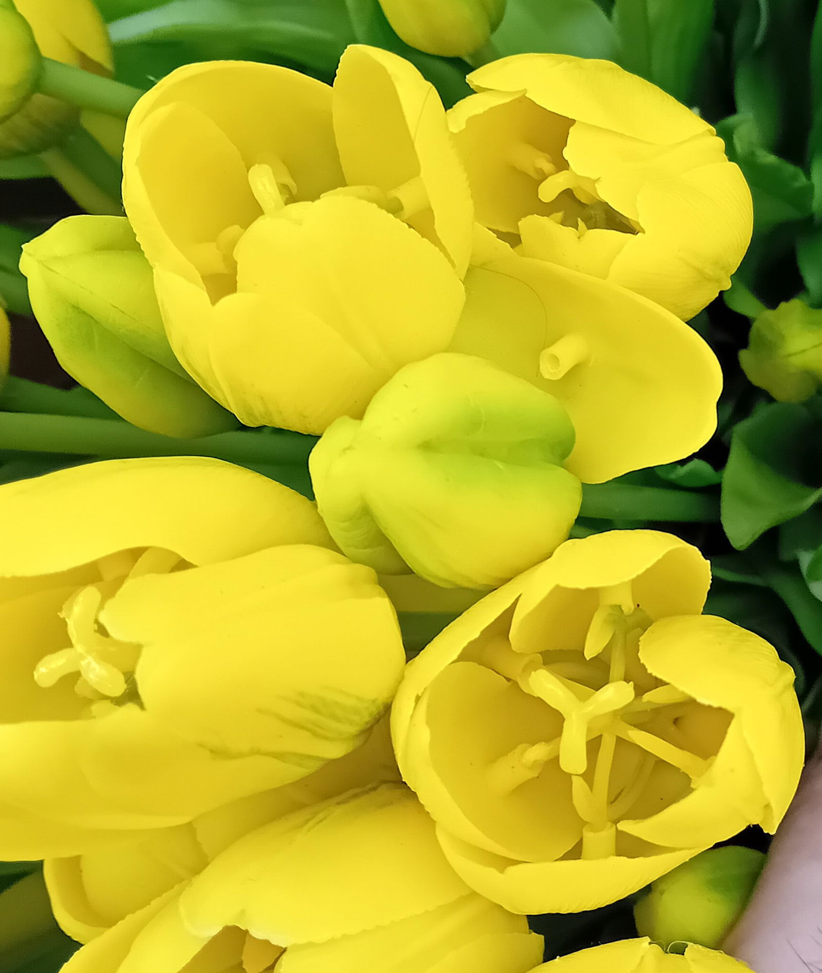https://cdn.warentuin.nl/media/catalog/product/S/C/SCAN5400566144852_01_boeket_5_tulpen_geel_driesprong_collection_894c.jpg