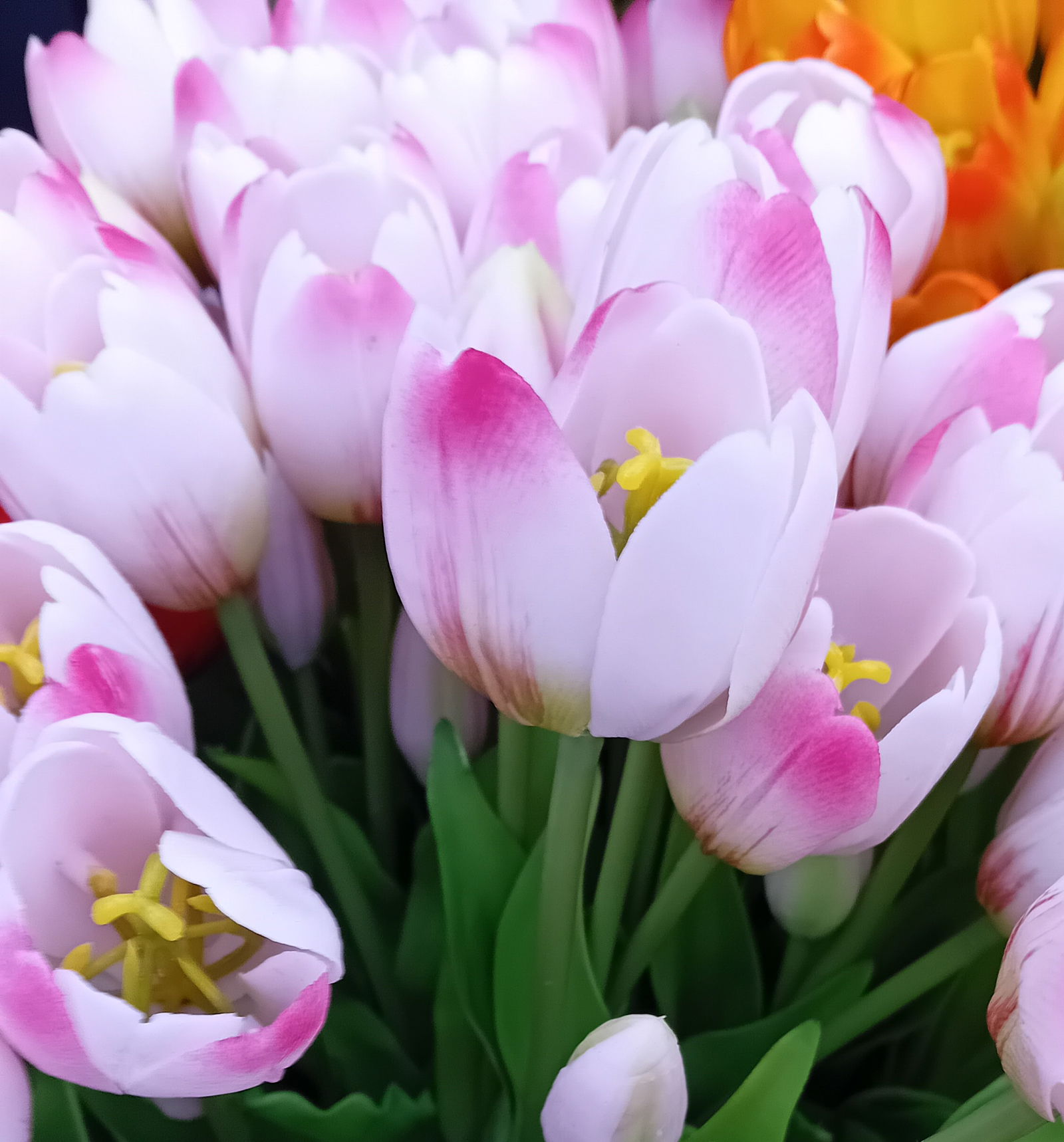 https://cdn.warentuin.nl/media/catalog/product/S/C/SCAN5400566144869_01_boeket_5_tulpen_lichtpaars_driesprong_collection_7d4b.jpg
