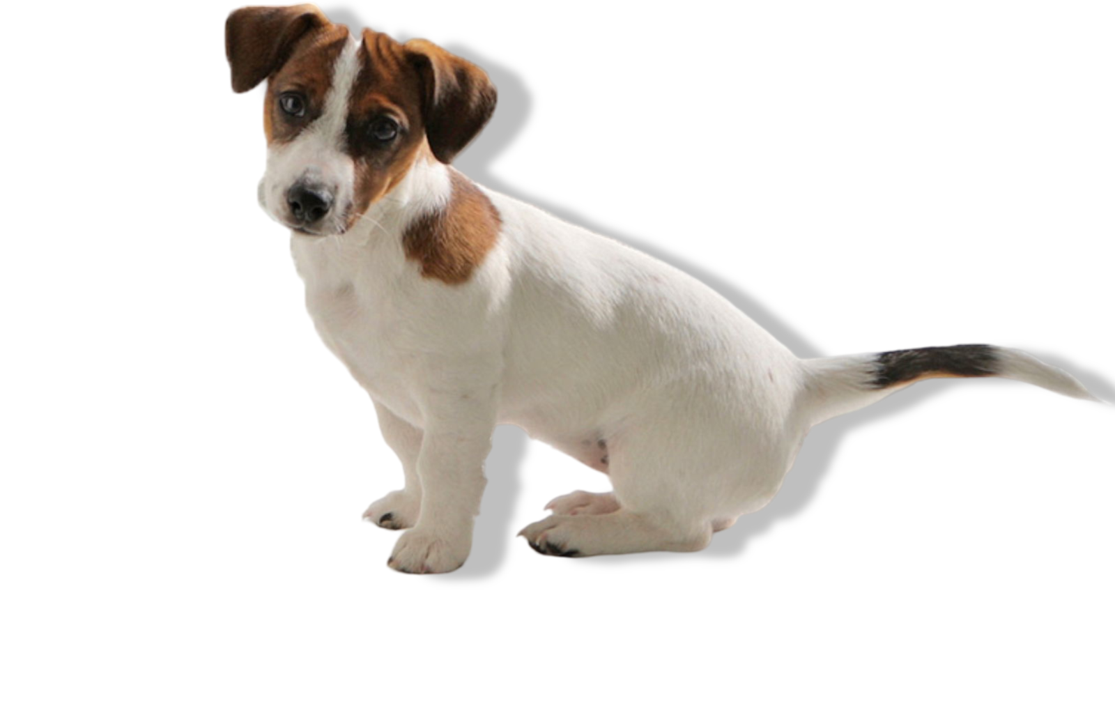 https://cdn.warentuin.nl/media/catalog/product/S/C/SCAN5411388032401_01_gebr_de_boon_savic_puppy_trainer_starterkit__ae84.png