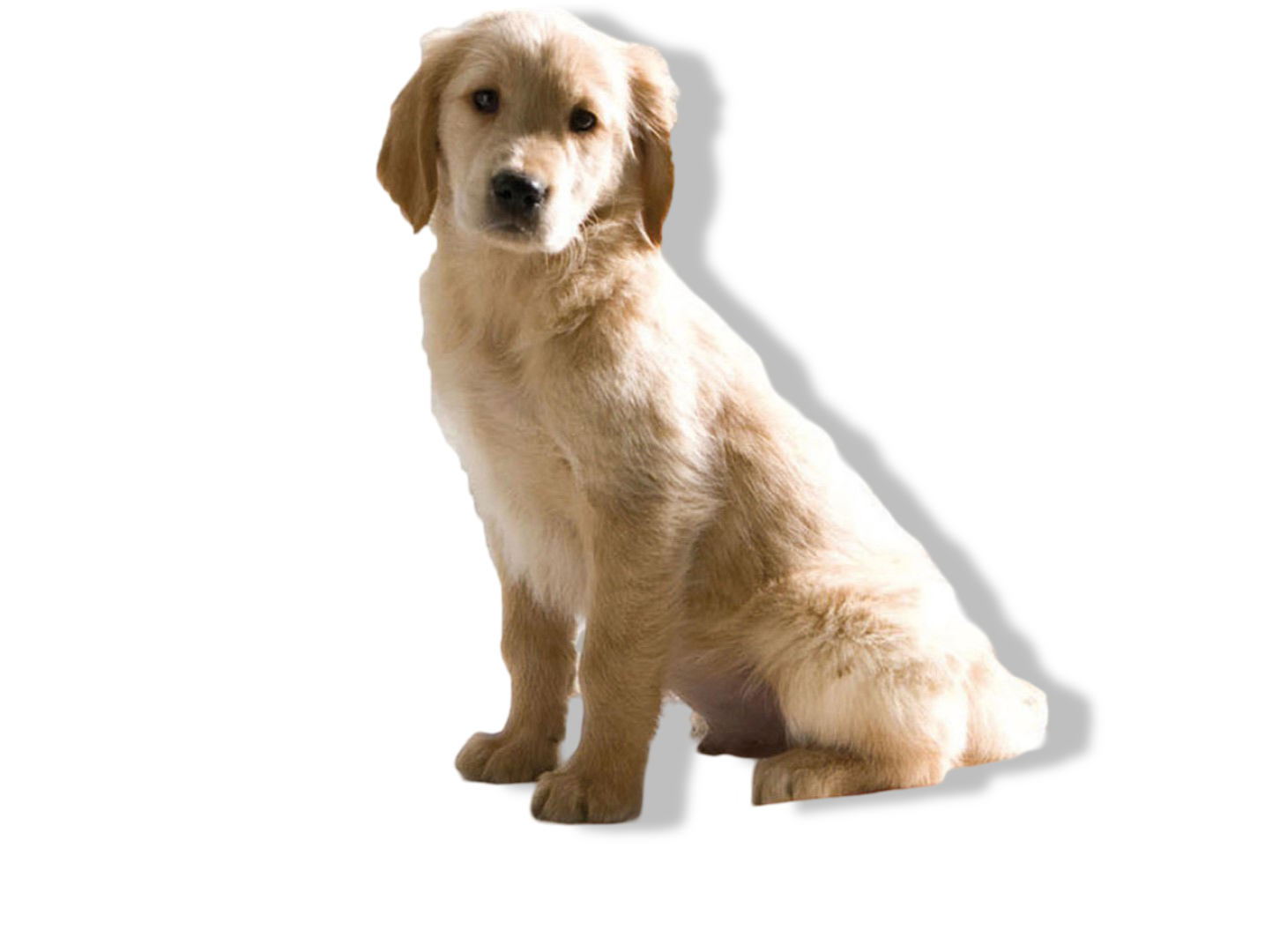 https://cdn.warentuin.nl/media/catalog/product/S/C/SCAN5411388032418_01_gebr_de_boon_savic_puppy_trainer_starterkit__ab36.png