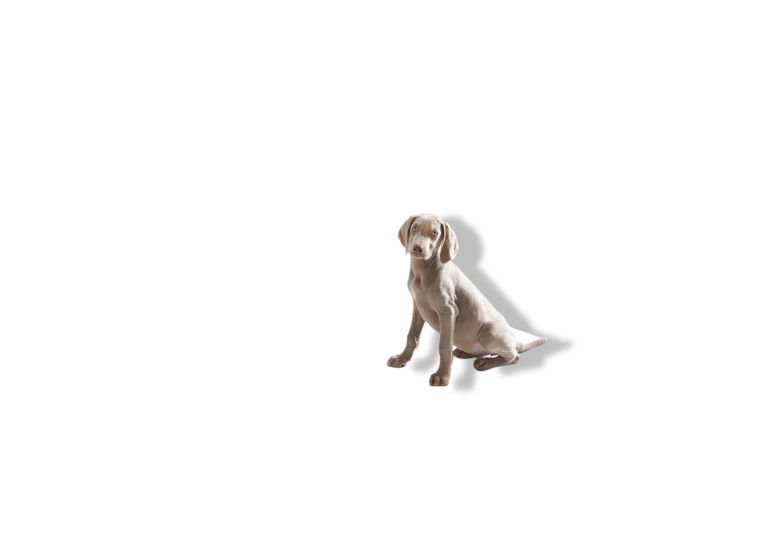 https://cdn.warentuin.nl/media/catalog/product/S/C/SCAN5411388324209_01_gebr_de_boon_savic_puppy_trainer_starterkit__db16.jpg