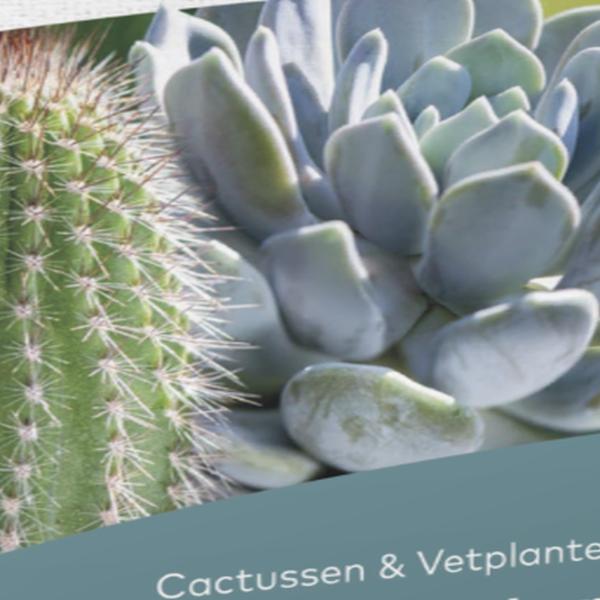 https://cdn.warentuin.nl/media/catalog/product/S/C/SCAN5413448144680_01_dcm_potgrond_cactus_vetplanten_10_l_dcm_10df.jpg