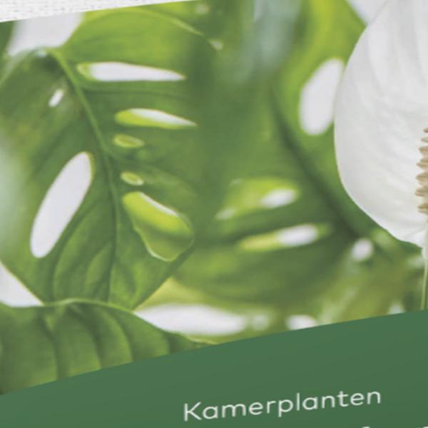 https://cdn.warentuin.nl/media/catalog/product/S/C/SCAN5413448144789_01_dcm_potgrond_kamerplanten_10_l_dcm_0f3a.jpg