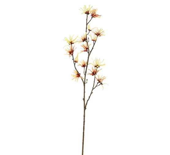 https://cdn.warentuin.nl/media/catalog/product/S/C/SCAN5413664372195_toverhazelaartak_l98_cm_geel_pure_5da3.jpg