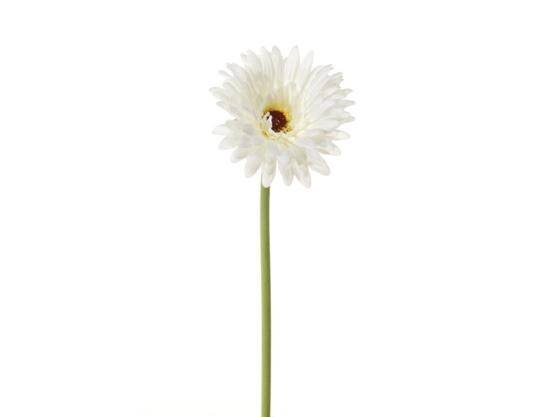 https://cdn.warentuin.nl/media/catalog/product/S/C/SCAN5414088268422_louis_maes_zijde_nepbloem_gerbera_l58_cm_wit_zijde_nepbloem_404d.jpg