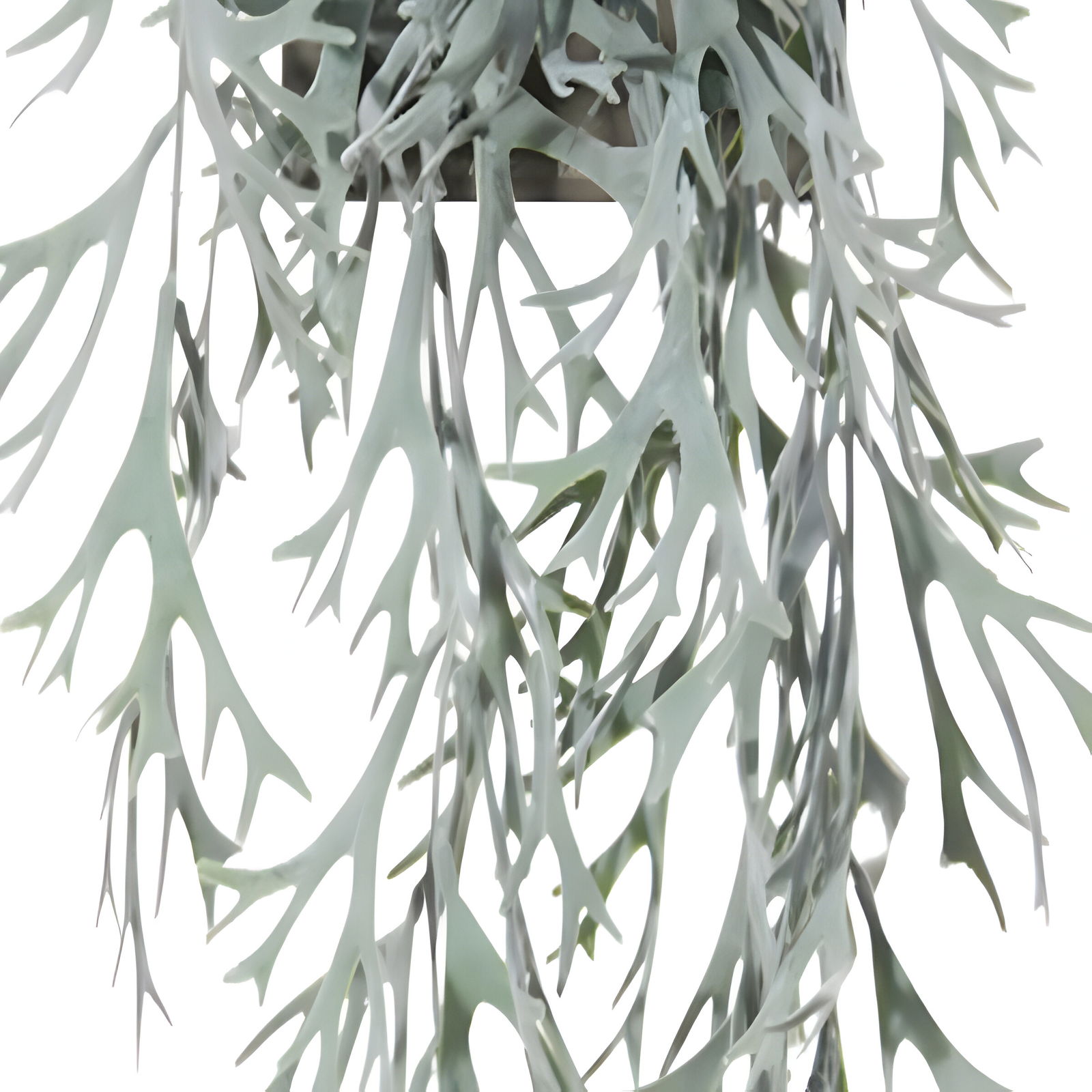 https://cdn.warentuin.nl/media/catalog/product/S/C/SCAN5414088320236_01_louis_maes_zijde_nepbloem_platycerium_hanger_l60_cm_grijs__6f20.jpg