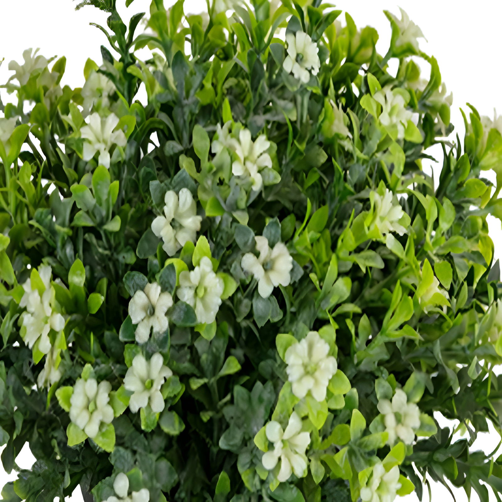 https://cdn.warentuin.nl/media/catalog/product/S/C/SCAN5414088374468_01_louis_maes_zijde_nepbloem_bloesem_h17_cm_p_wit_zijde_nepbl_6541.jpg