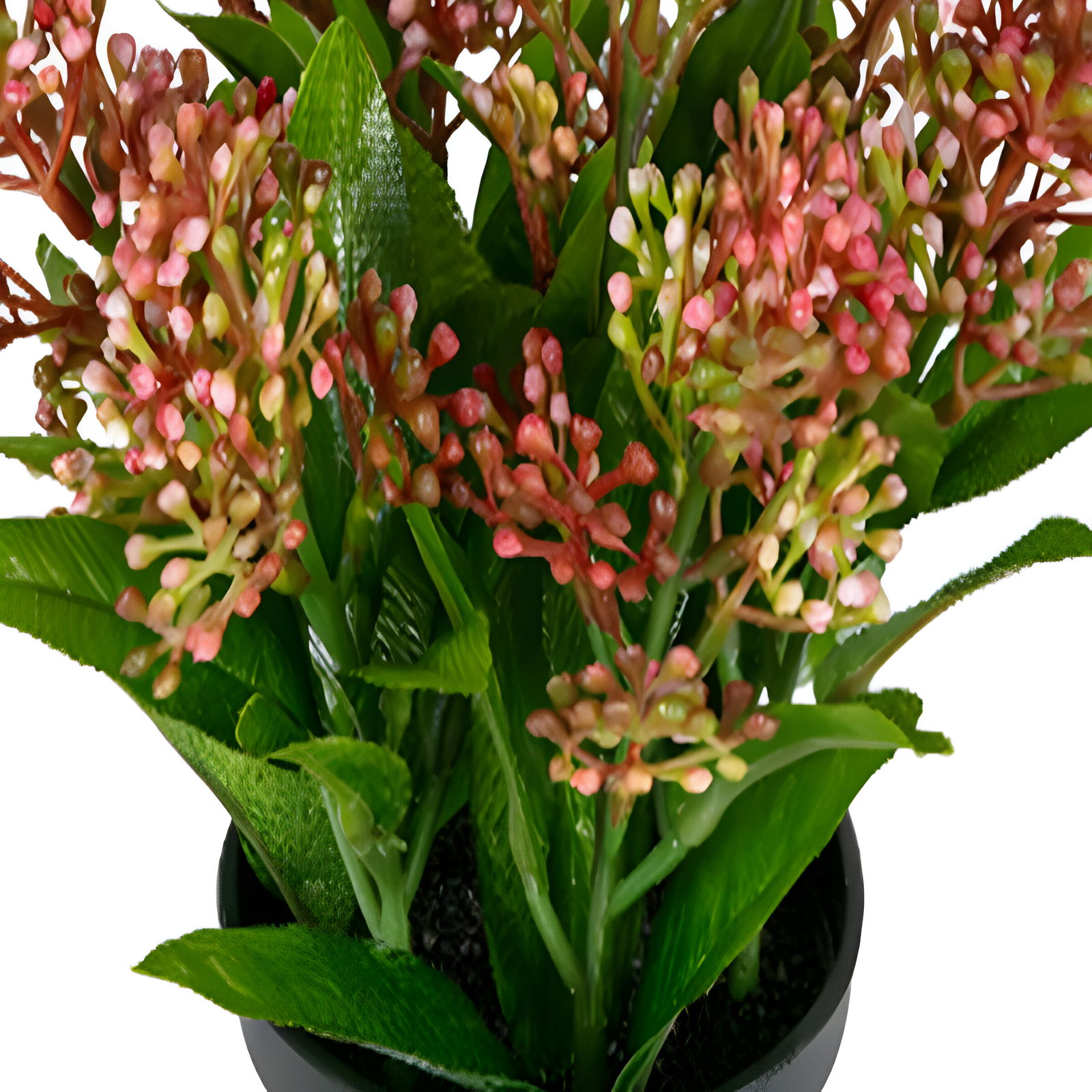 https://cdn.warentuin.nl/media/catalog/product/S/C/SCAN5414088374758_01_louis_maes_zijde_nepbloem_skimmia_h16_cm_p_dk_roze_zijde_n_c0c2.jpg