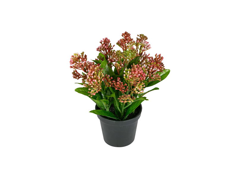 https://cdn.warentuin.nl/media/catalog/product/S/C/SCAN5414088374758_louis_maes_zijde_nepbloem_skimmia_h16_cm_p_dk_roze_zijde_nepb_7865.jpg