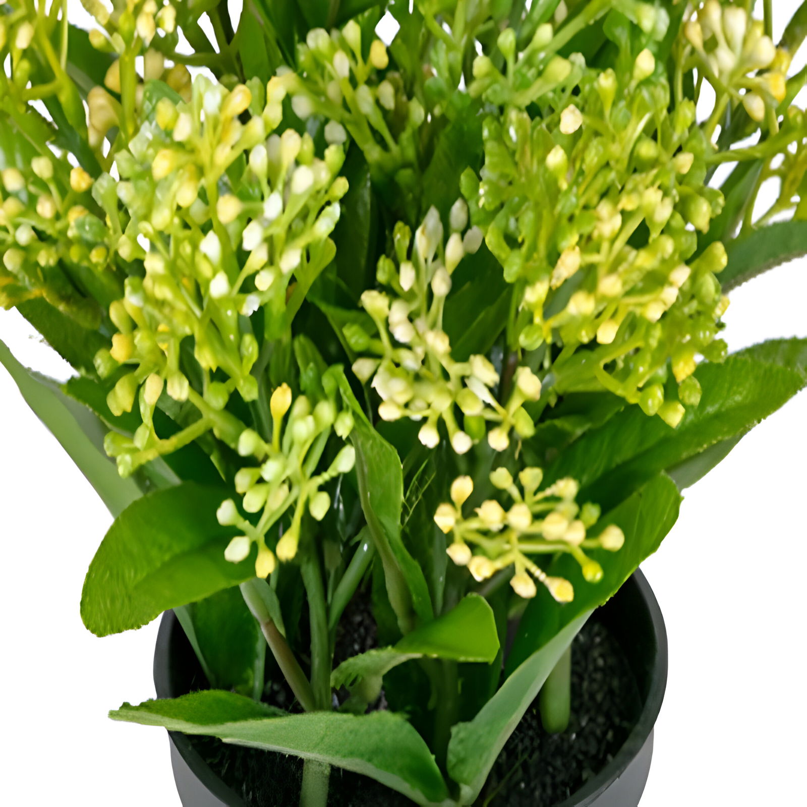 https://cdn.warentuin.nl/media/catalog/product/S/C/SCAN5414088374765_01_louis_maes_zijde_nepbloem_skimmia_h16_cm_p_groen_zijde_nep_64d8.jpg