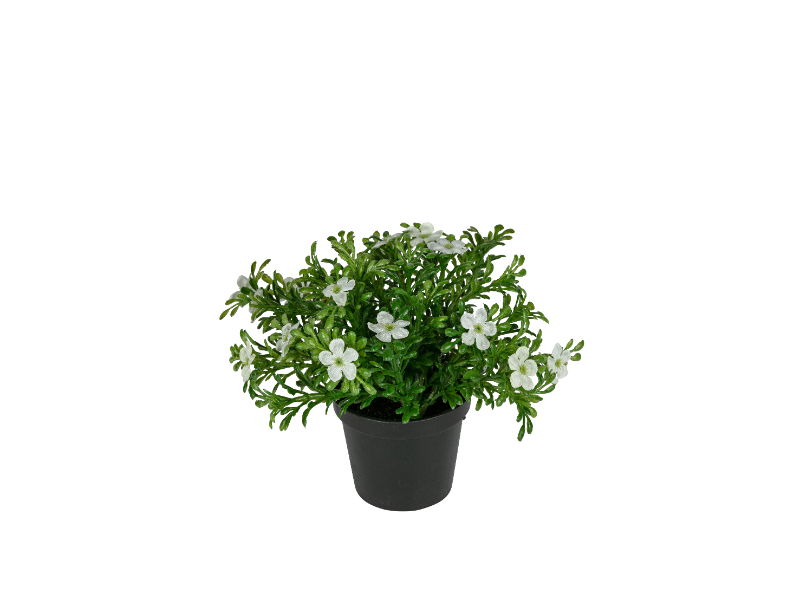 https://cdn.warentuin.nl/media/catalog/product/S/C/SCAN5414088374772_louis_maes_zijde_nepbloem_bloesem_h14_cm_p_wit_zijde_nepbloem_6d48.jpg