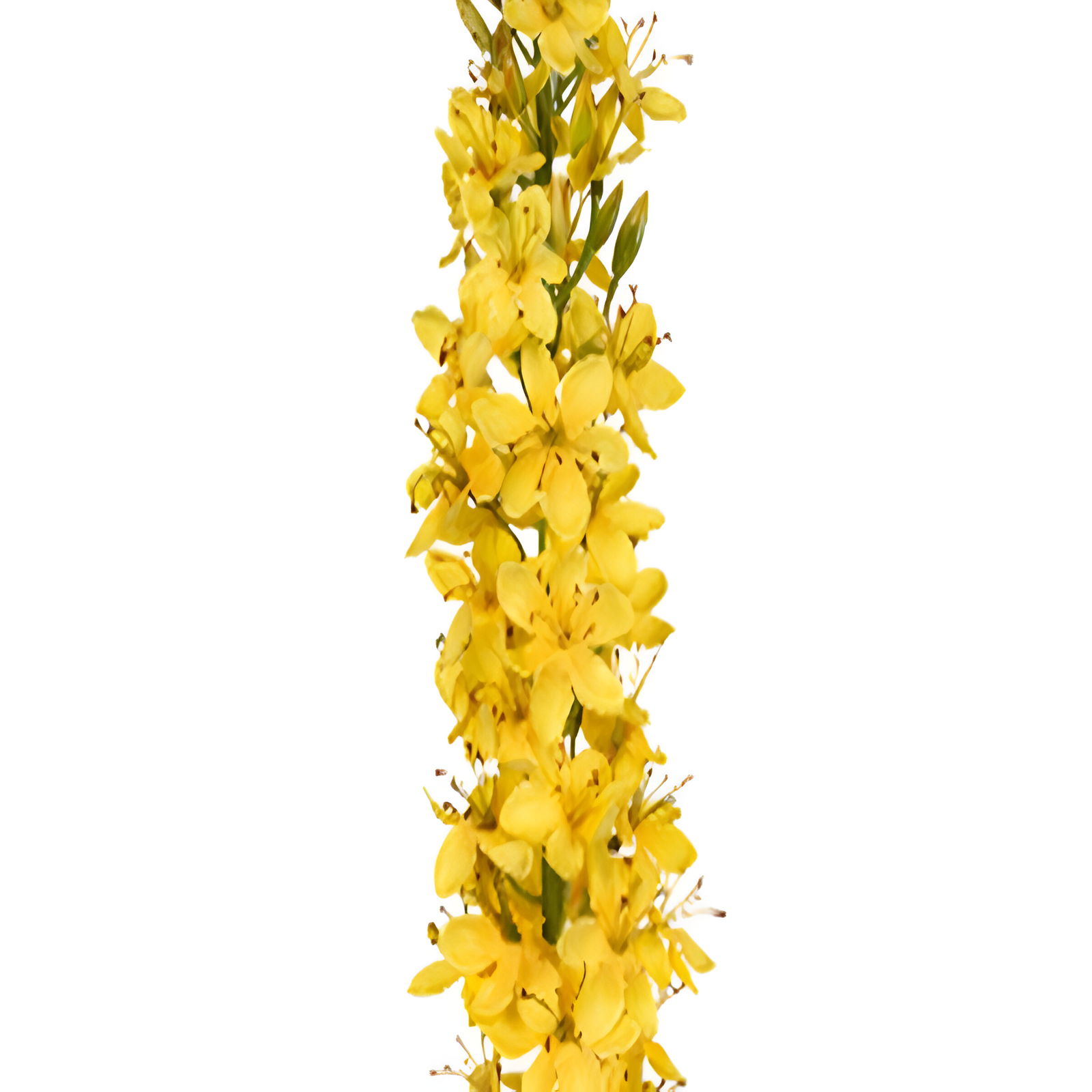 https://cdn.warentuin.nl/media/catalog/product/S/C/SCAN5414088376387_01_louis_maes_zijde_nepbloem_eremurus_l105_cm_geel_zijde_nepb_f5bd.jpg