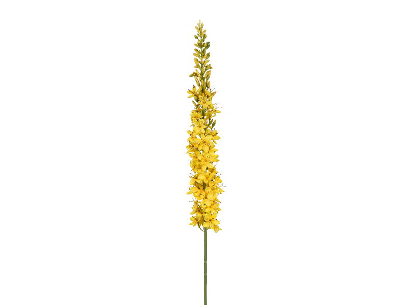 https://cdn.warentuin.nl/media/catalog/product/S/C/SCAN5414088376387_louis_maes_zijde_nepbloem_eremurus_l105_cm_geel_zijde_nepbloe_4b57.jpg