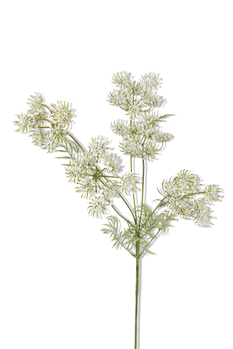 https://cdn.warentuin.nl/media/catalog/product/S/C/SCAN5414088390345_01_louis_maes_wildwortel_l80cm_wit_kunstbloem_8a63.png