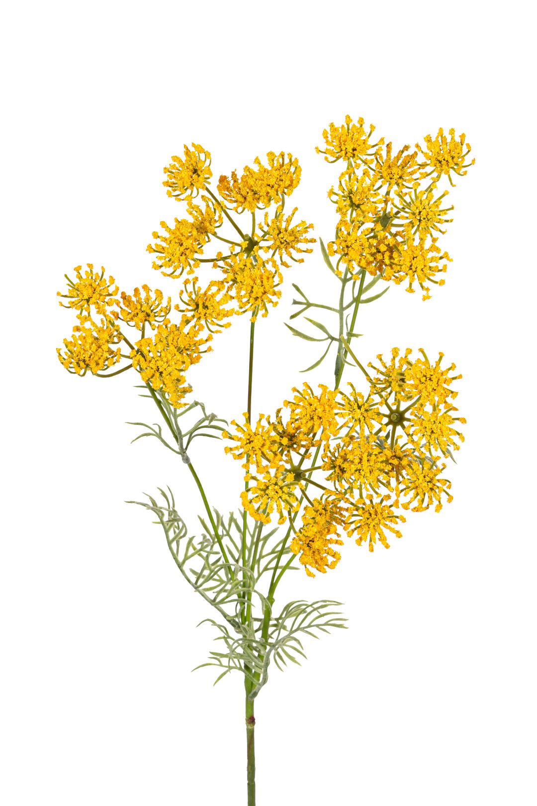 https://cdn.warentuin.nl/media/catalog/product/S/C/SCAN5414088390352_louis_maes_kunstbloem_wildwortel_l80cm_geel_kunstbloem_louis__c7be.jpg
