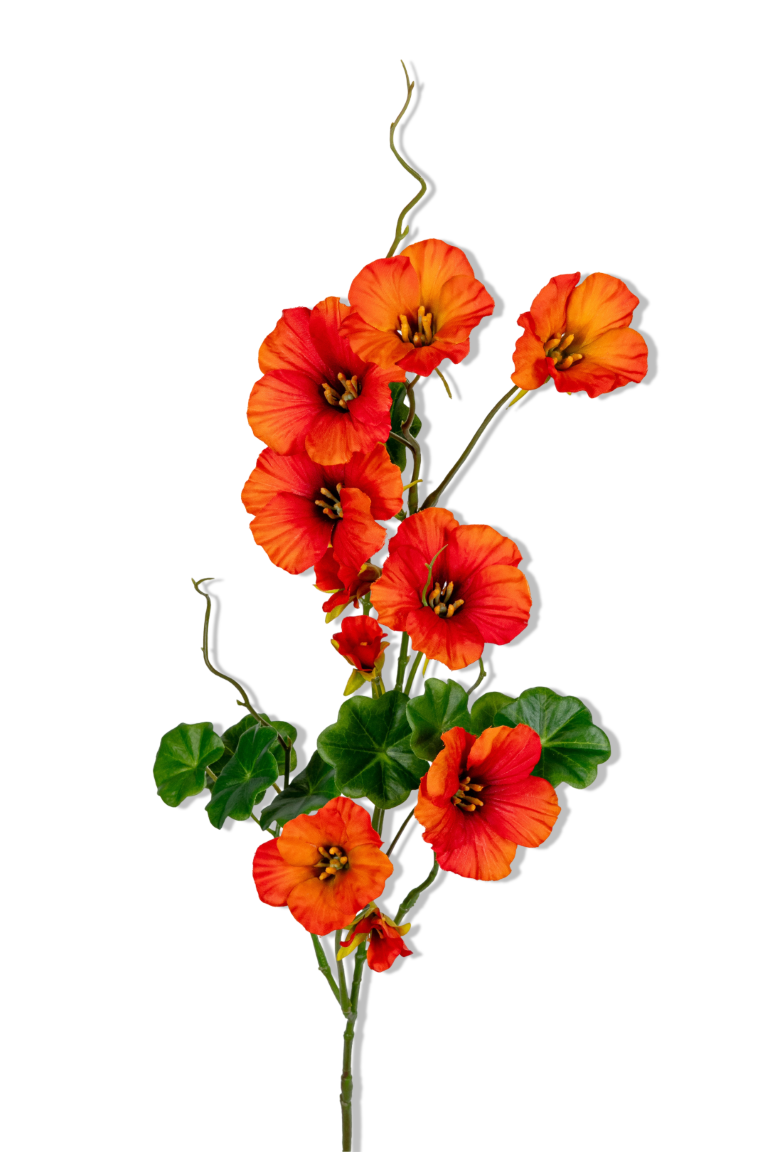 https://cdn.warentuin.nl/media/catalog/product/S/C/SCAN5414088390901_01_louis_maes_nasturium_l78cm_oranje_kunstbloem_fe99.png