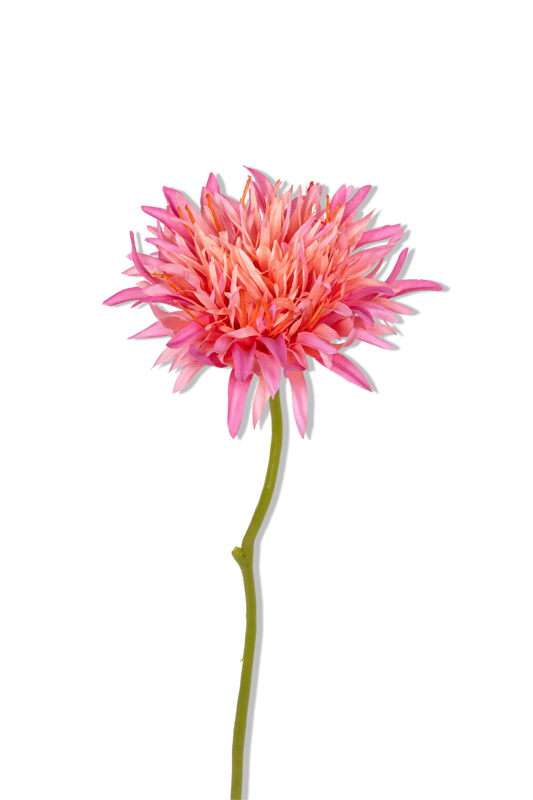 https://cdn.warentuin.nl/media/catalog/product/S/C/SCAN5414088391984_01_louis_maes_gerbera_wild_l29cm_roze_kunstbloem_865e.png