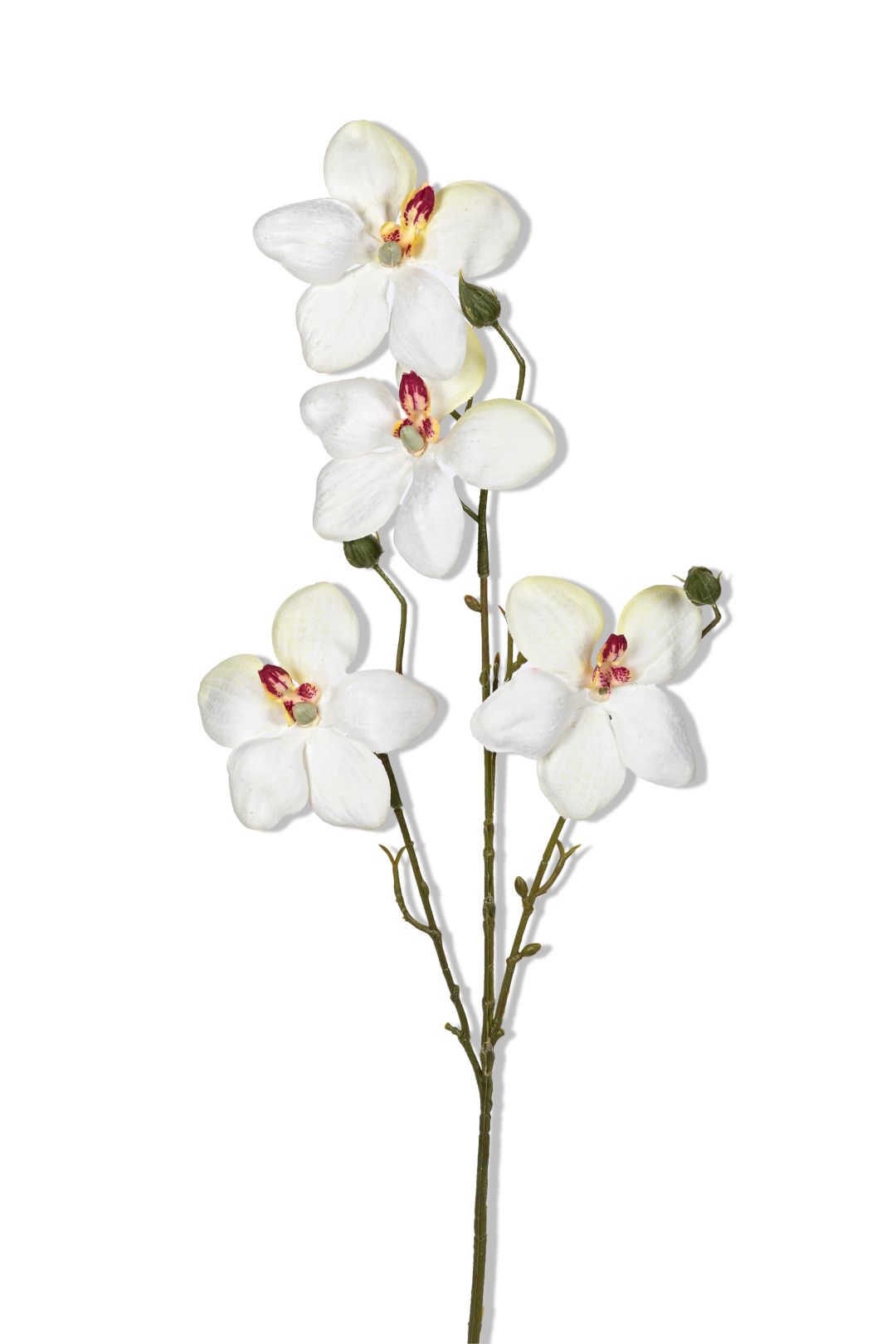 https://cdn.warentuin.nl/media/catalog/product/S/C/SCAN5414088392486_01_louis_maes_orchidee_l55cm_wit_kunstbloem_0b89.png