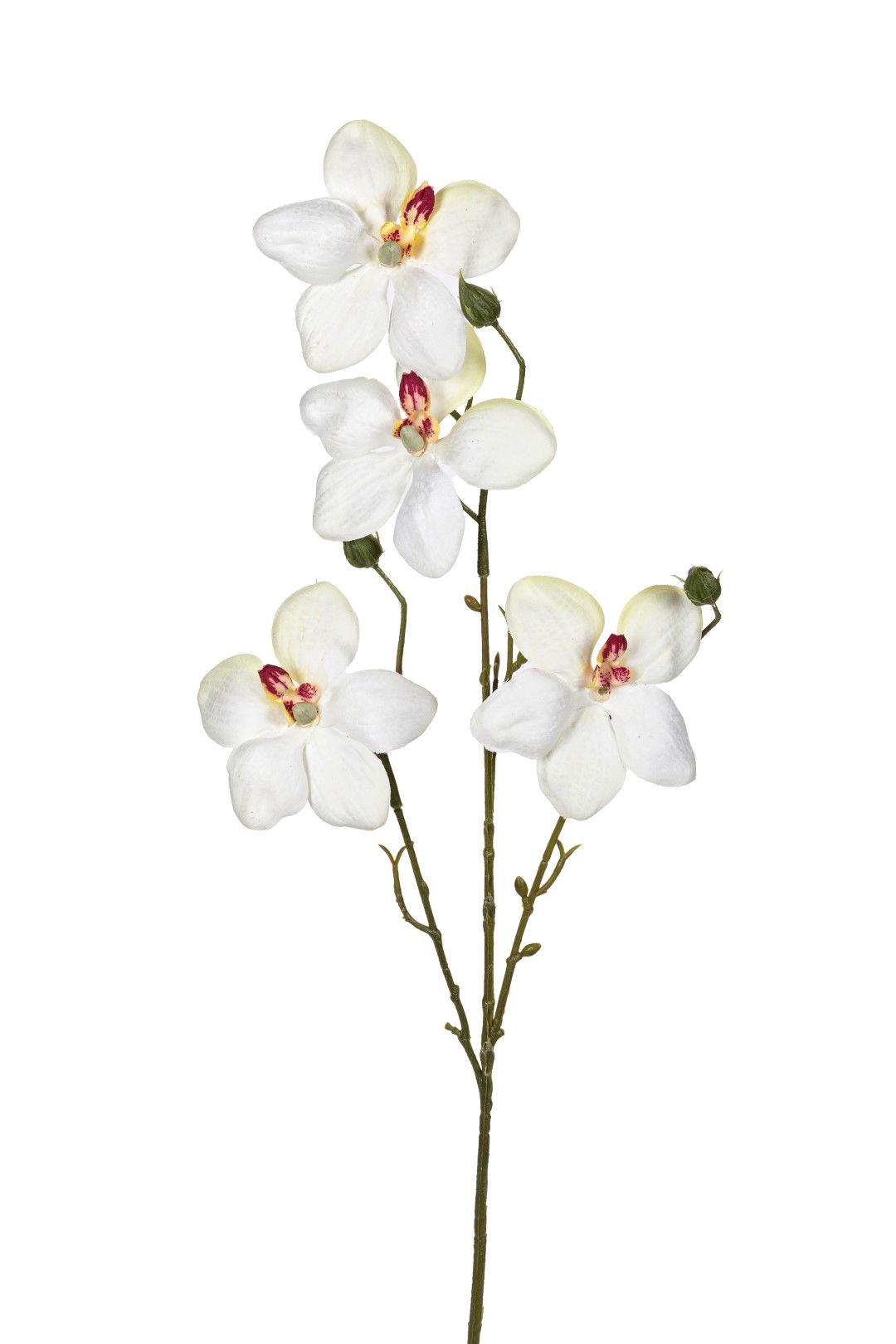 https://cdn.warentuin.nl/media/catalog/product/S/C/SCAN5414088392486_louis_maes_kunstbloem_orchidee_l55cm_wit_kunstbloem_louis_mae_6534.jpg