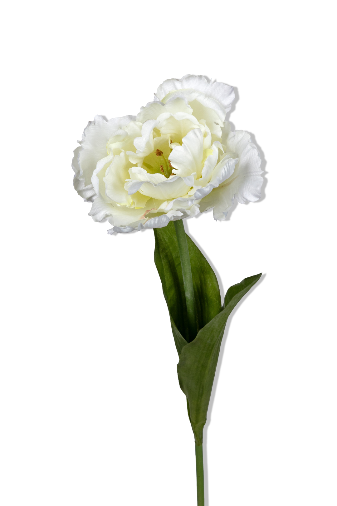https://cdn.warentuin.nl/media/catalog/product/S/C/SCAN5414088392653_01_louis_maes_papegaaitulp_l66cm_wit_kunstbloem_4cc5.png