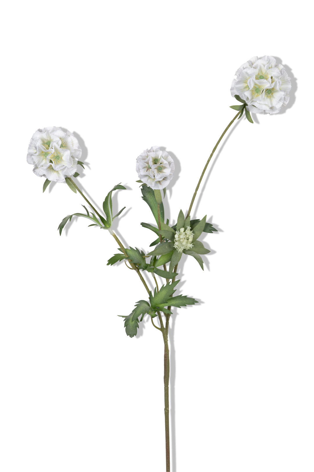 https://cdn.warentuin.nl/media/catalog/product/S/C/SCAN5414088393100_01_louis_maes_scabiosa_stellata_l75cm_wit_kunstbloem_d2bc.png
