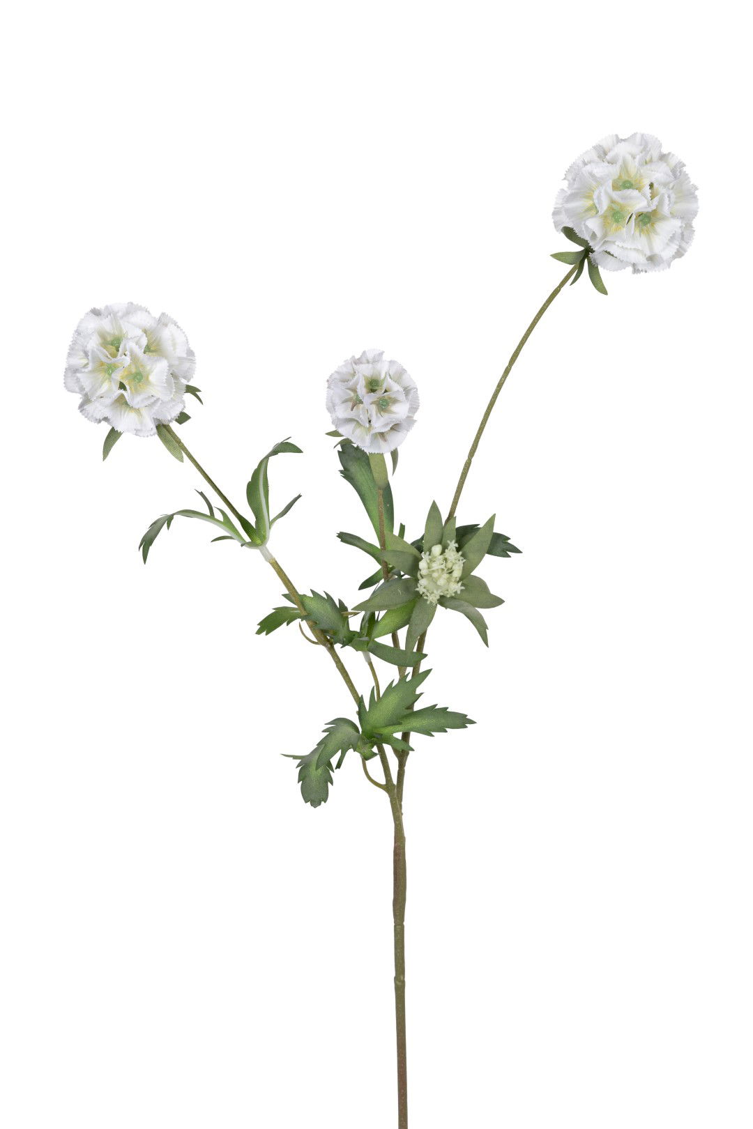https://cdn.warentuin.nl/media/catalog/product/S/C/SCAN5414088393100_louis_maes_kunstbloem_scabiosa_stellata_l75cm_wit_kunstbloem__c30b.jpg
