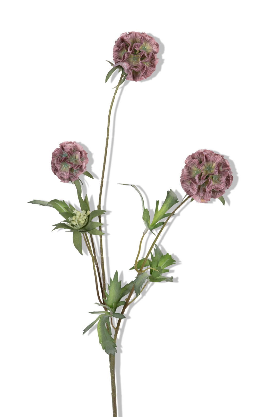 https://cdn.warentuin.nl/media/catalog/product/S/C/SCAN5414088393117_01_louis_maes_scabiosa_stellata_l75cm_oud_roze_kunstbloem_04e7.png