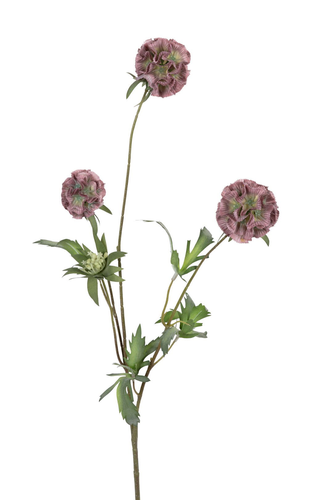 https://cdn.warentuin.nl/media/catalog/product/S/C/SCAN5414088393117_louis_maes_kunstbloem_scabiosa_stellata_l75cm_oud_roze_kunstb_dd5f.jpg