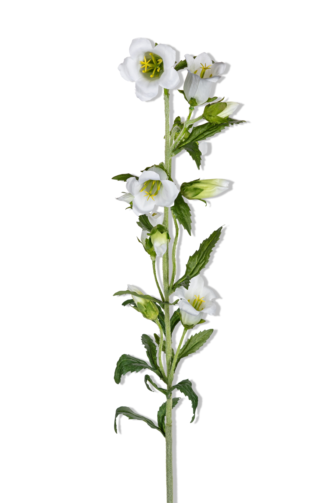 https://cdn.warentuin.nl/media/catalog/product/S/C/SCAN5414088393865_01_louis_maes_campanula_l87cm_wit_kunstbloem_d721.png
