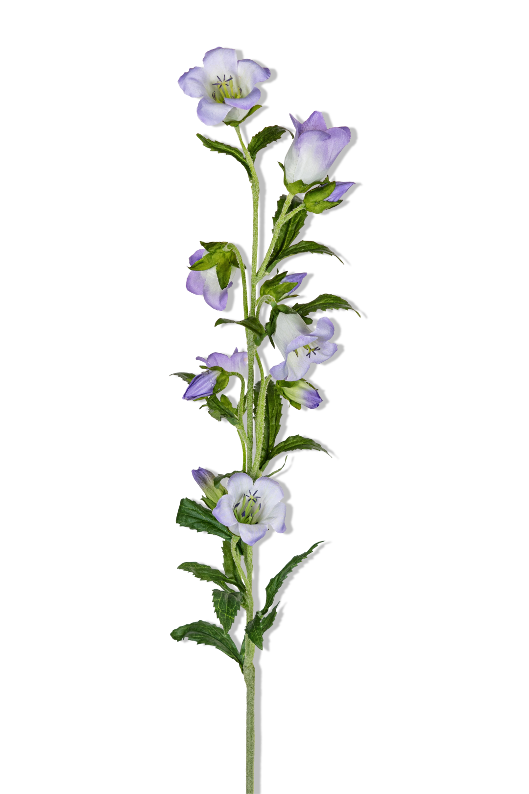https://cdn.warentuin.nl/media/catalog/product/S/C/SCAN5414088393896_01_louis_maes_campanula_l87cm_lila_kunstbloem_0c95.png