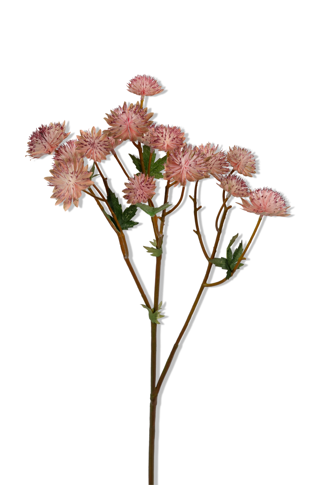 https://cdn.warentuin.nl/media/catalog/product/S/C/SCAN5414088393957_01_louis_maes_astrantia_l60cm_roze_kunstbloem_dc92.png