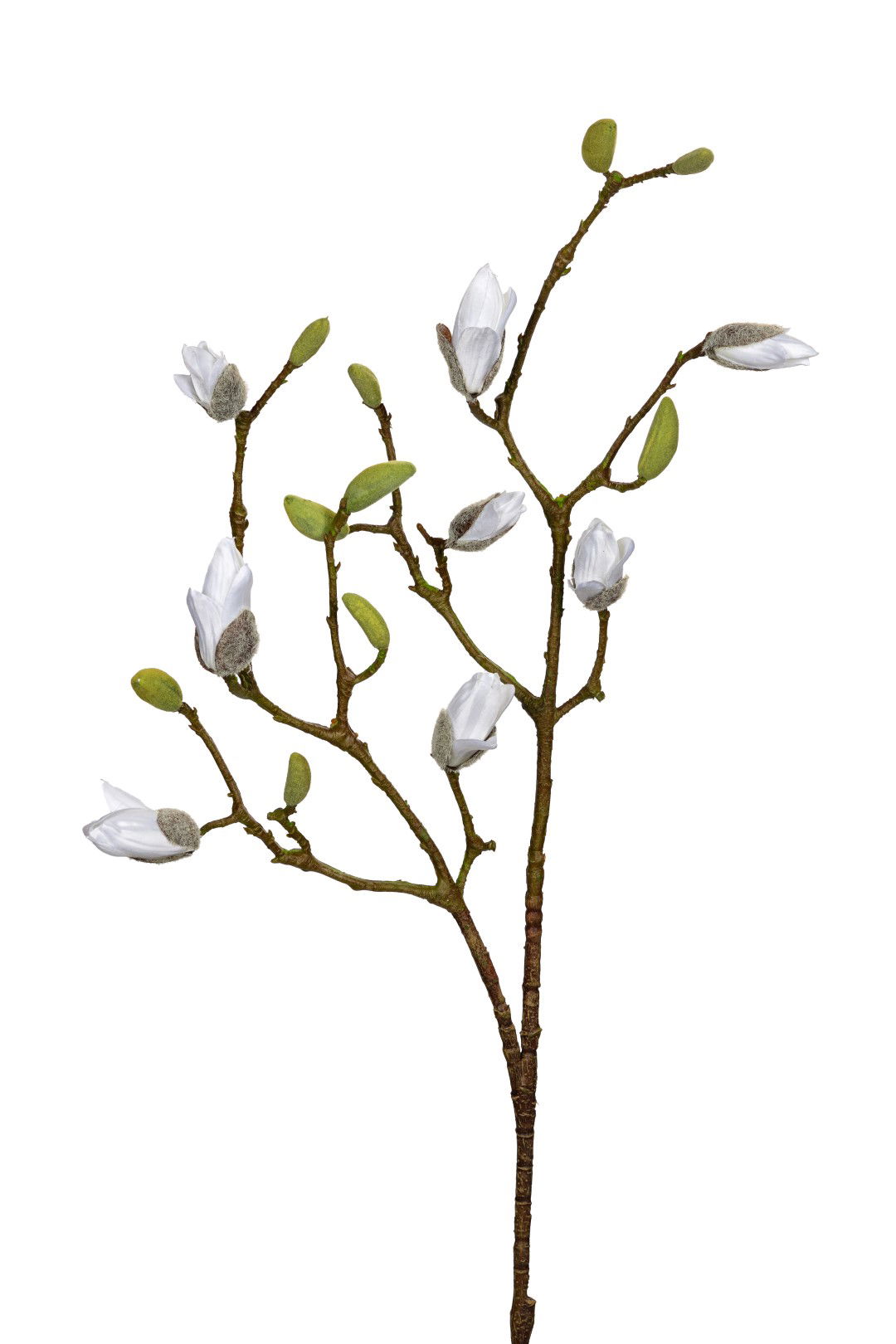 https://cdn.warentuin.nl/media/catalog/product/S/C/SCAN5414088394121_louis_maes_kunstbloem_magnolia_knoppen_l90cm_wit_kunstbloem_l_bc31.jpg