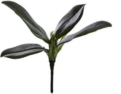 https://cdn.warentuin.nl/media/catalog/product/S/C/SCAN5415070793939_orchideebladtak_x4_l23_cm_groen_pure_8103.jpg