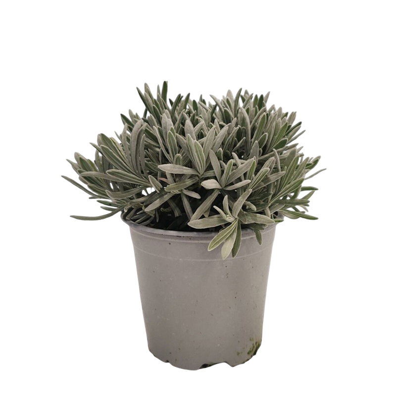 https://cdn.warentuin.nl/media/catalog/product/S/C/SCAN8056093981964_lavendel_lavandula_i_warentuin_natuurlijk_8cf5.jpg