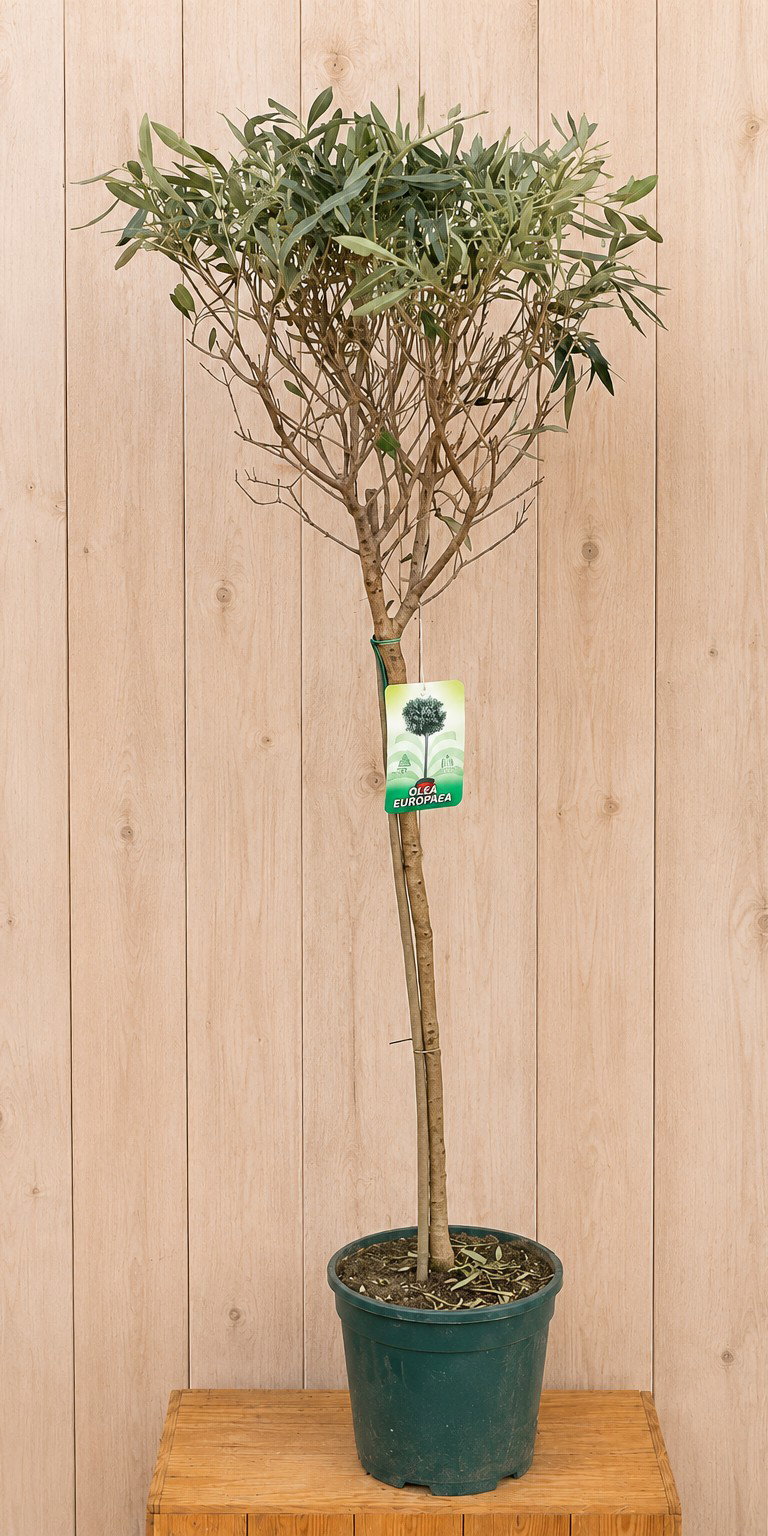 Olea Europaea 160 cm stamhoogte 80 cm Warentuin Natuurlijk - Warentuin natuurlijk