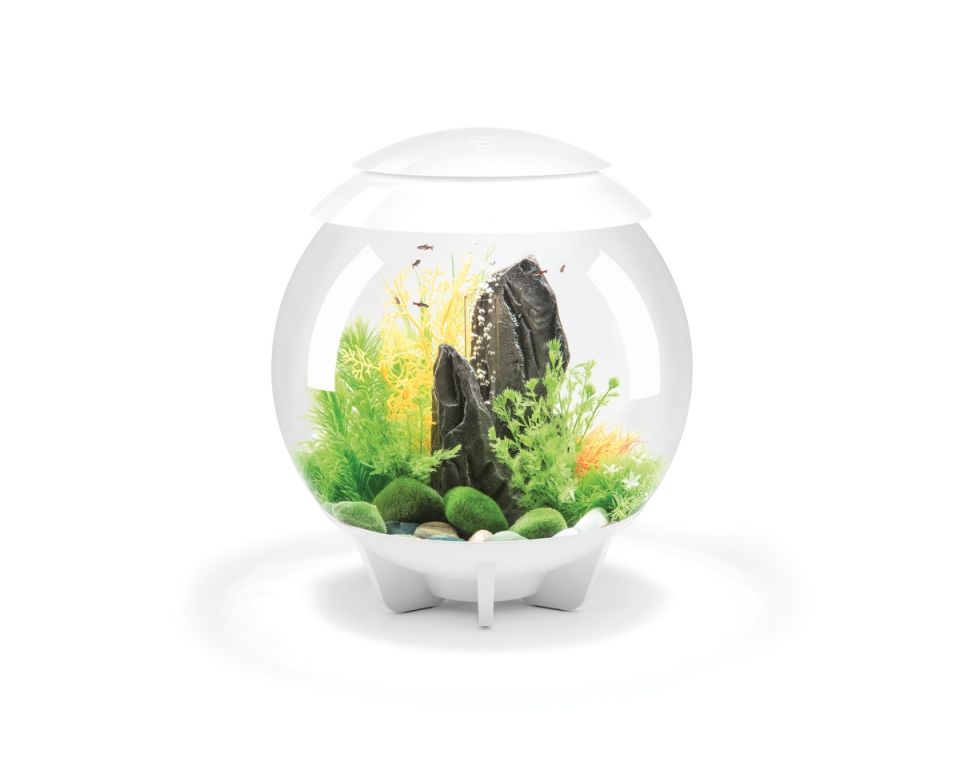 https://cdn.warentuin.nl/media/catalog/product/S/C/SCAN822728720424_oase_aquariumtoebehoren_biorb_halo_30_mcr_wit_4798.jpeg