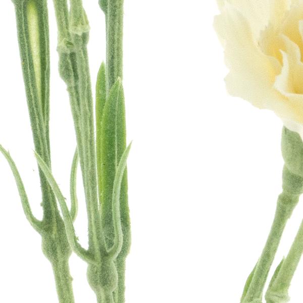 https://cdn.warentuin.nl/media/catalog/product/S/C/SCAN8505412974021_01_dianthus_charly_beige_62cm_fe73.jpg