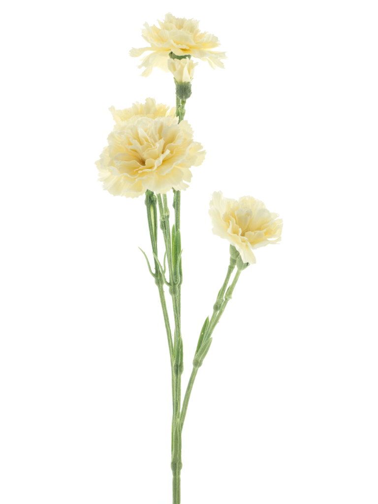 https://cdn.warentuin.nl/media/catalog/product/S/C/SCAN8505412974021_dianthus_charly_beige_62cm_bc2e.png