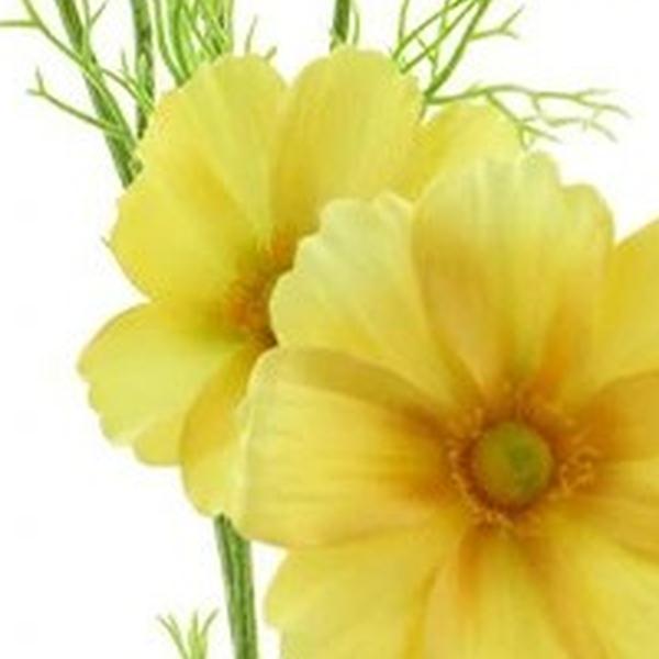 https://cdn.warentuin.nl/media/catalog/product/S/C/SCAN8505413437020_01_cosmos_bibi_geel_77_cm_kunstbloem_buite_10c9.jpg