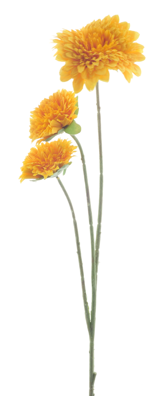 https://cdn.warentuin.nl/media/catalog/product/S/C/SCAN8505413556059_sunflower_spray_miami_orange_90cm_80f8.png